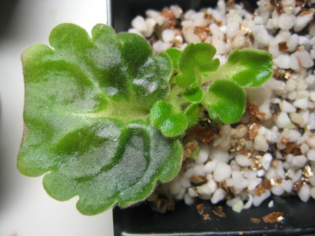 [����]����ҶƬ�ɳ���¼����ɽ��