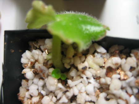 [����]����ҶƬ�ɳ���¼����ɽ��