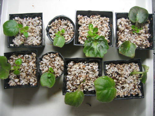 [����]����ҶƬ�ɳ���¼����ɽ��