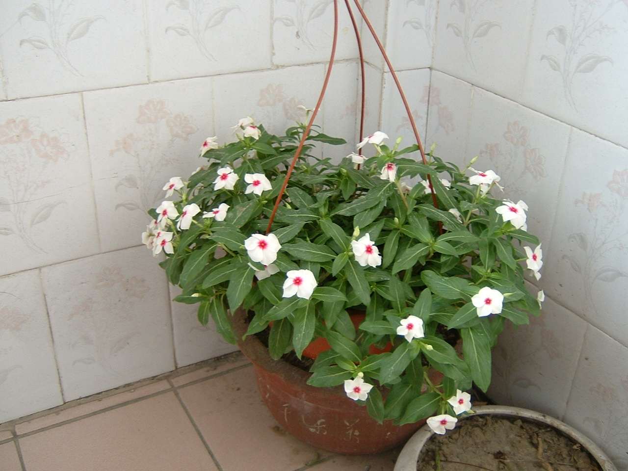 ������Ļ���