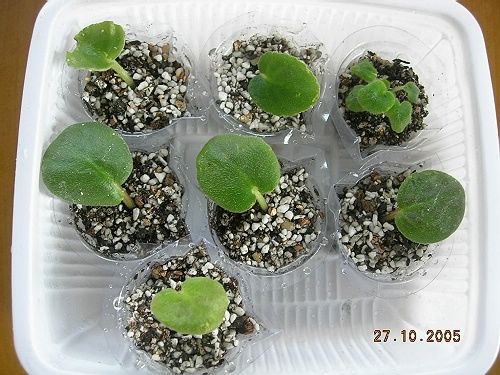 ��ѻ����ˮһ����uug02246�ٽ�����