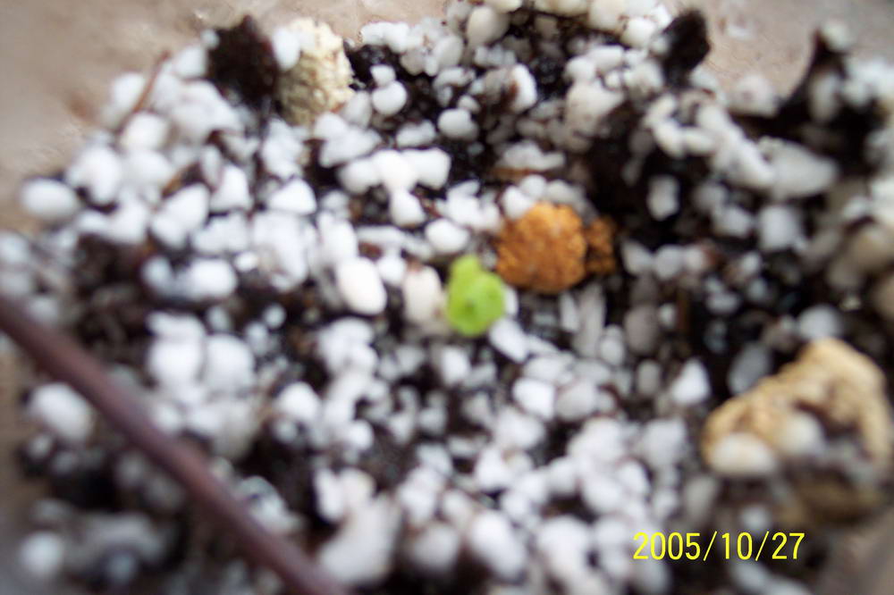 [����]����ҶƬ������¼��������