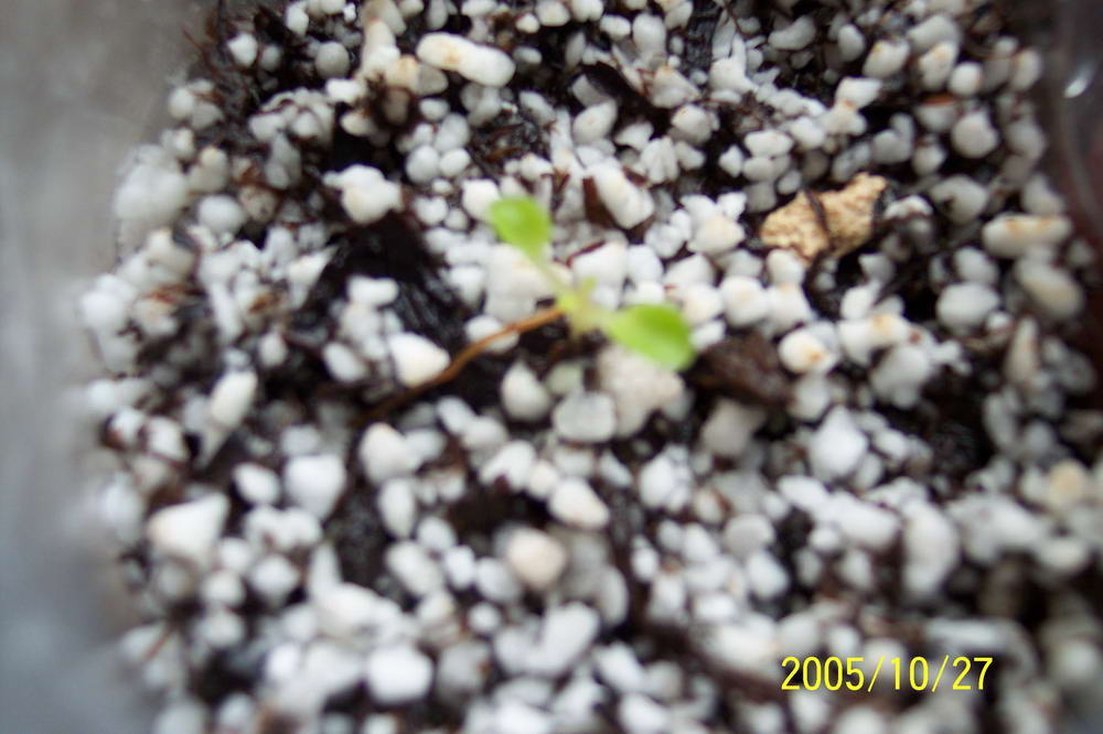 [����]����ҶƬ������¼��������