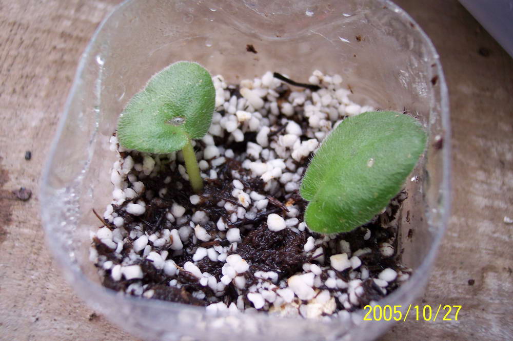 [����]����ҶƬ������¼��������