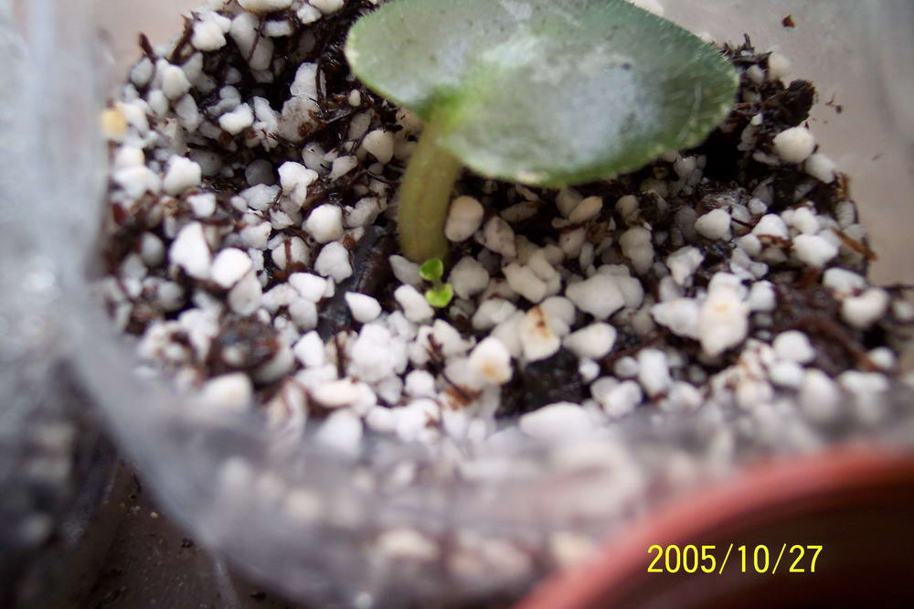 [����]����ҶƬ������¼��������