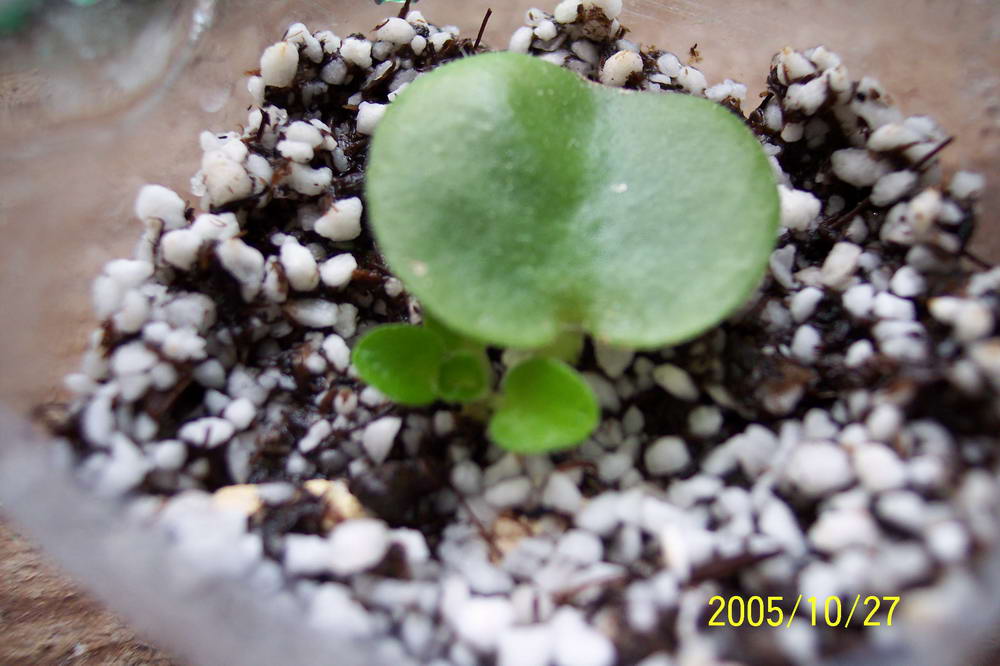 [����]����ҶƬ������¼��������