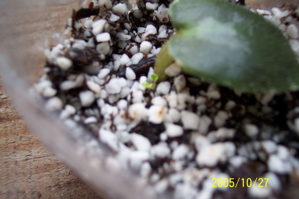 [����]����ҶƬ������¼��������