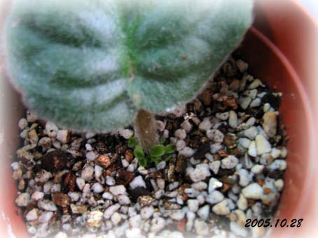 ���������ˣ��ַ�������Ҷ��