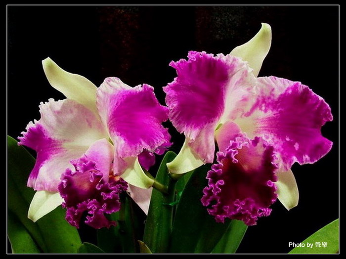 �����Ŀ�����--------��ѡͼƬ   �� No.14 ����!