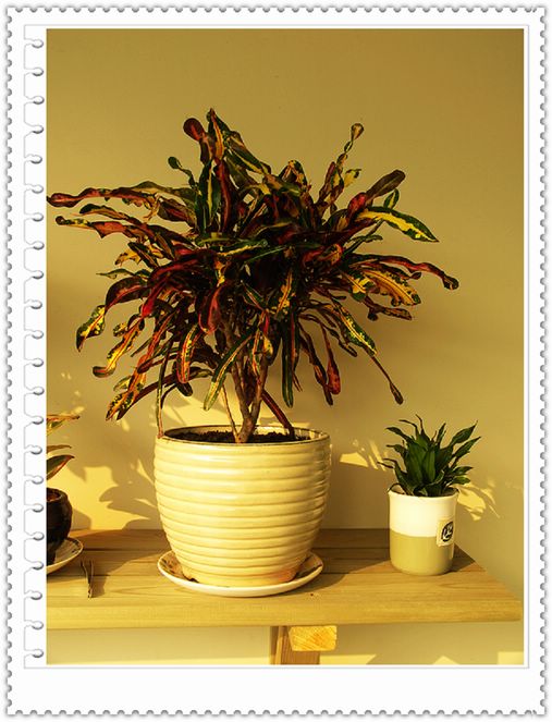 ���¼���,�����Ŷ