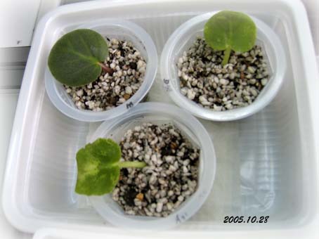 ���������ˣ��ַ�������Ҷ��