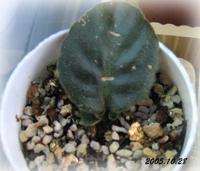 ���������ˣ��ַ�������Ҷ��