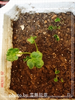 ���֮צ��ƪ~