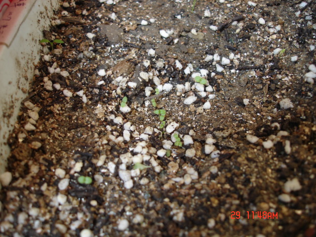 ���֮צ��ƪ~