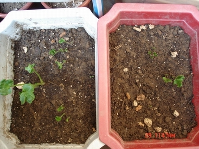 ���֮צ��ƪ~