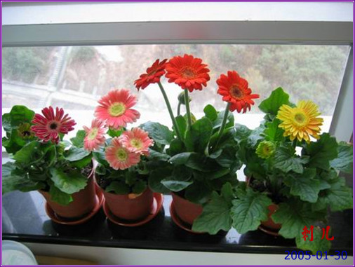 ���������ŵķ��޾�