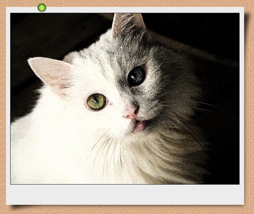 ���¼���,�����Ŷ