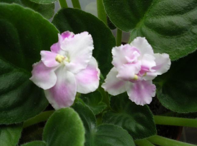 [��ˮ]��������ˮ��