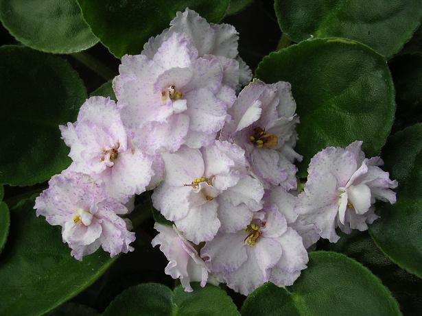 [��ˮ]��������ˮ��