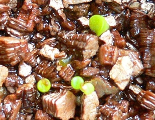 �ճ�����ʯ����д��������������