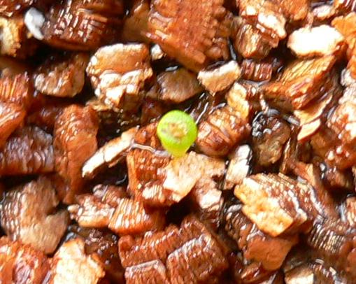 �ճ�����ʯ����д��������������