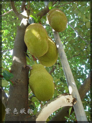 ���Ź�������2��ֲ��