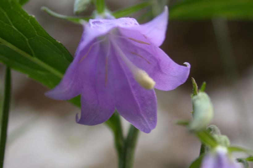 ������Ͽ�ȵ�Ұ��