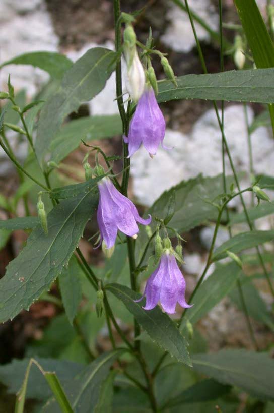 ������Ͽ�ȵ�Ұ��