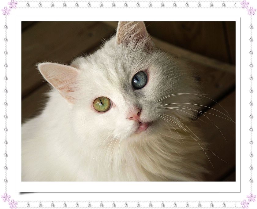 ���¼���,�����Ŷ