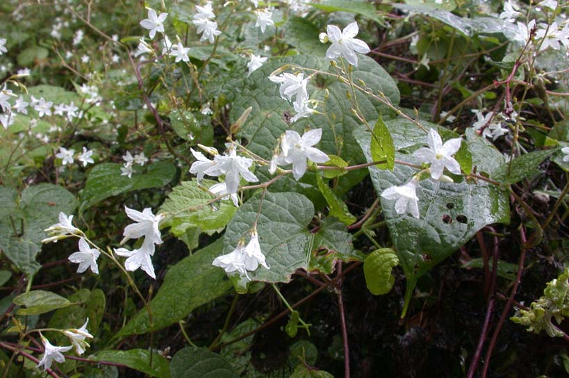 ������Ͽ�ȵ�Ұ��