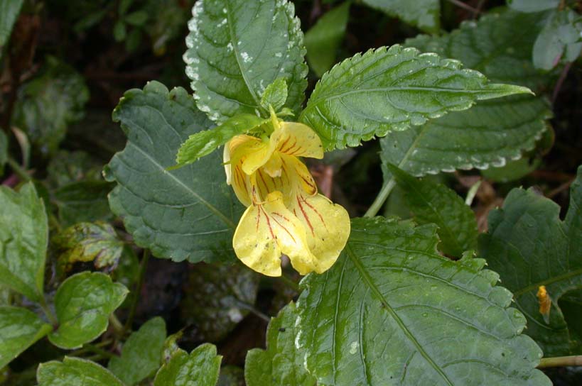 ������Ͽ�ȵ�Ұ��