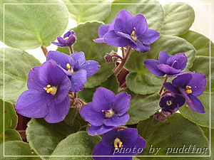 �����ҵ��³�Ա