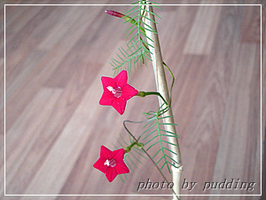 �����ҵ��³�Ա