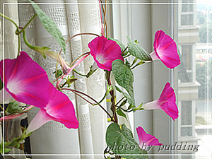 �����ҵ��³�Ա