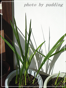 �����ҵ��³�Ա