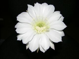 [ԭ��]��Ȼ���򡣡���