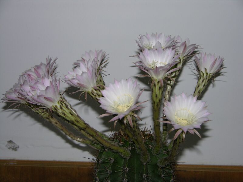 [ԭ��]��Ȼ���򡣡���