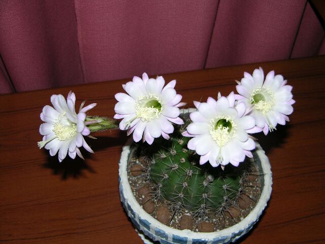 [ԭ��]��Ȼ���򡣡���