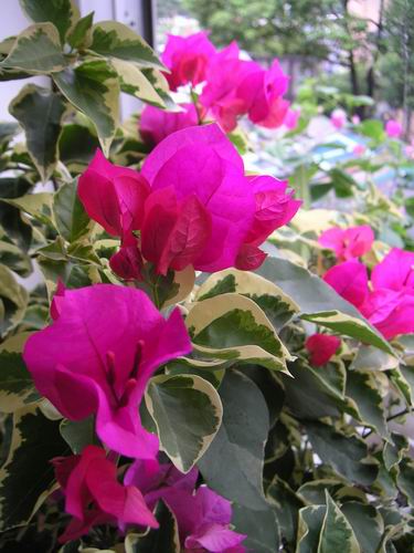 [��ͼ]Ҳ������÷������