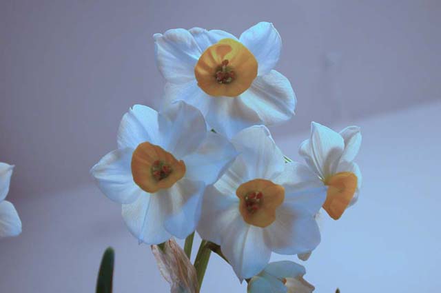 ����ˮ�ɺ;ջ�ͼƬ