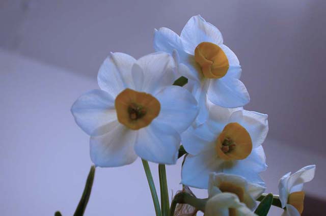 ����ˮ�ɺ;ջ�ͼƬ