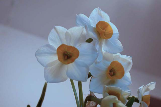 ����ˮ�ɺ;ջ�ͼƬ