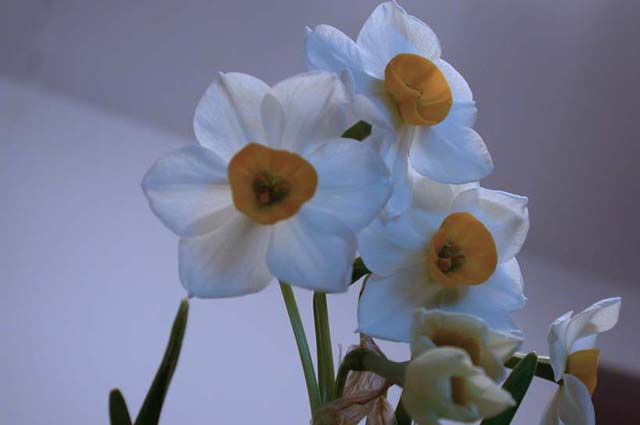 ����ˮ�ɺ;ջ�ͼƬ