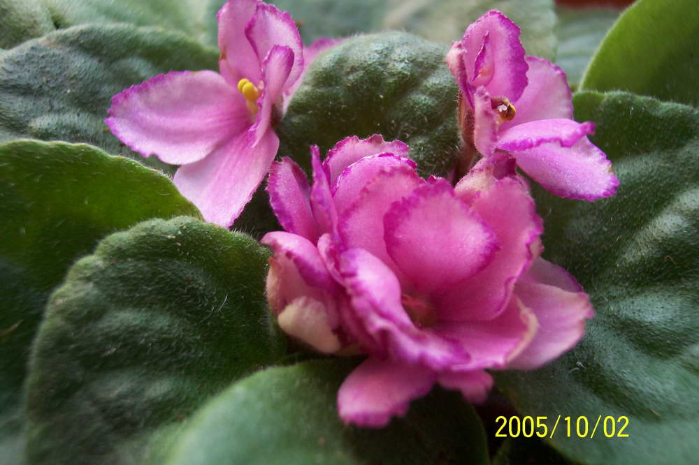 ���� ��ֲ��----����������