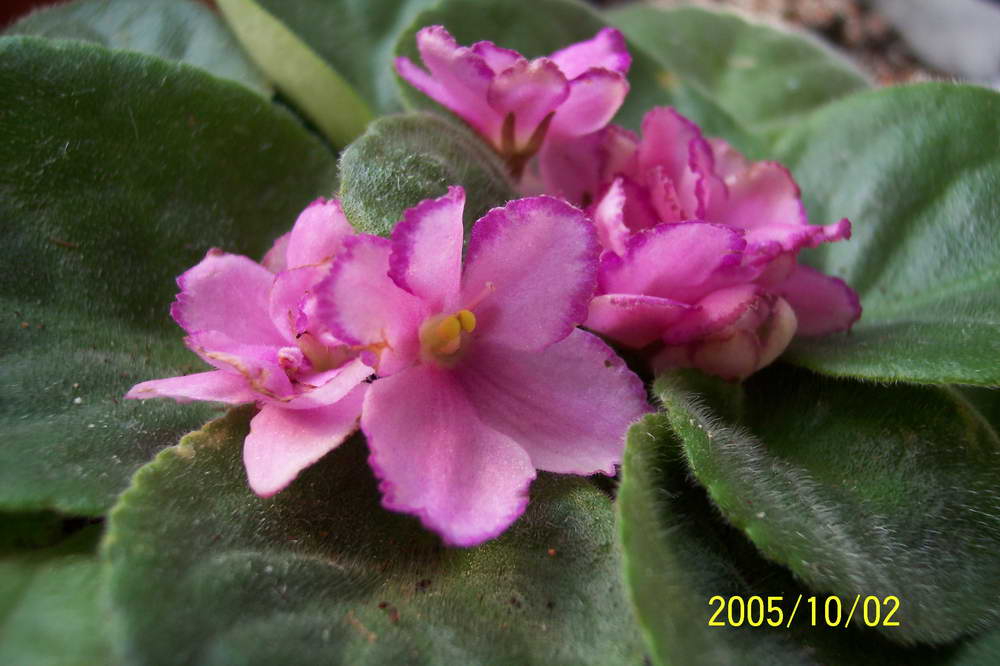 ���� ��ֲ��----����������