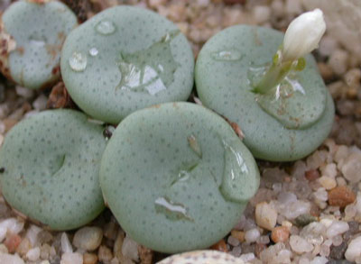 [����]��׶����---55¥��ʼ������ͨ��---