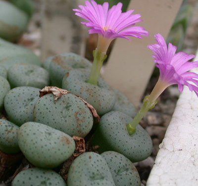 [����]��׶����---55¥��ʼ������ͨ��---