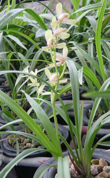 �ļ���÷��