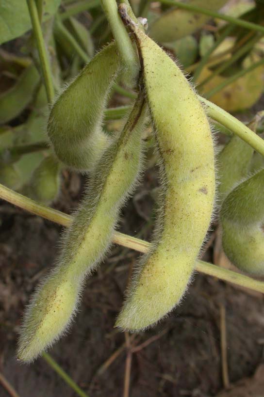 ���콼�������Ļ���