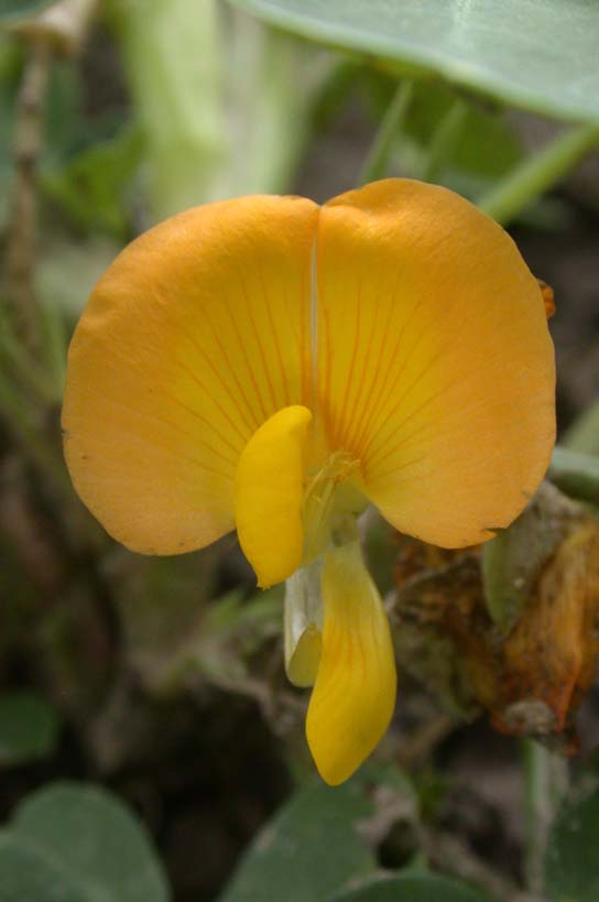 ���콼�������Ļ���